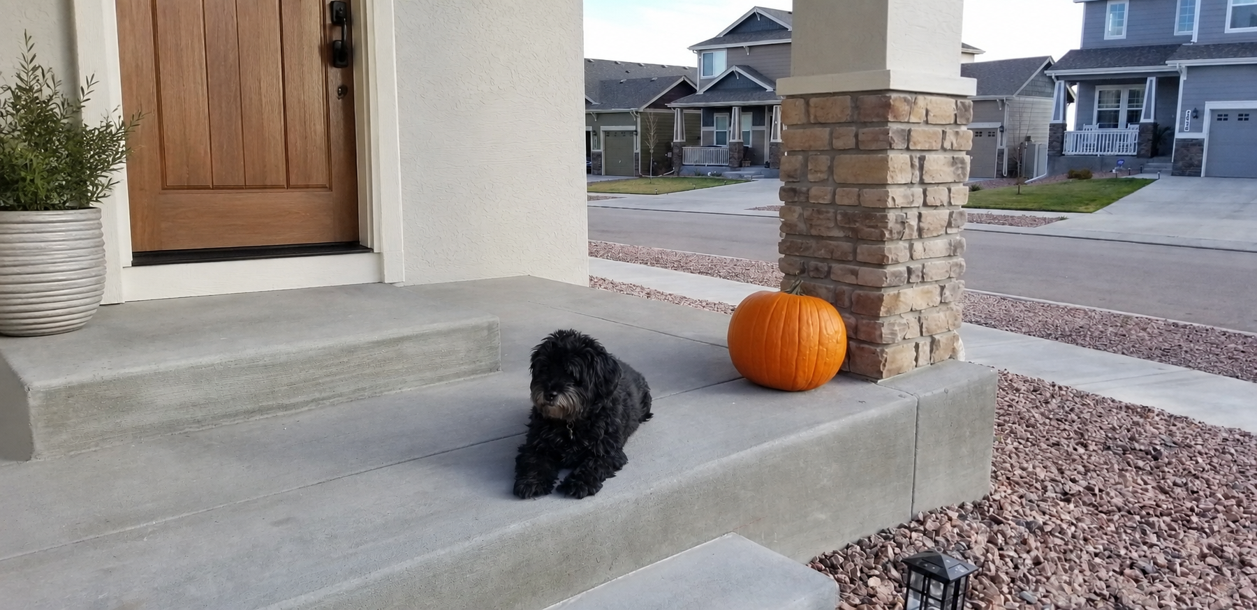 Max sitting attentively on the front steps of a refined home